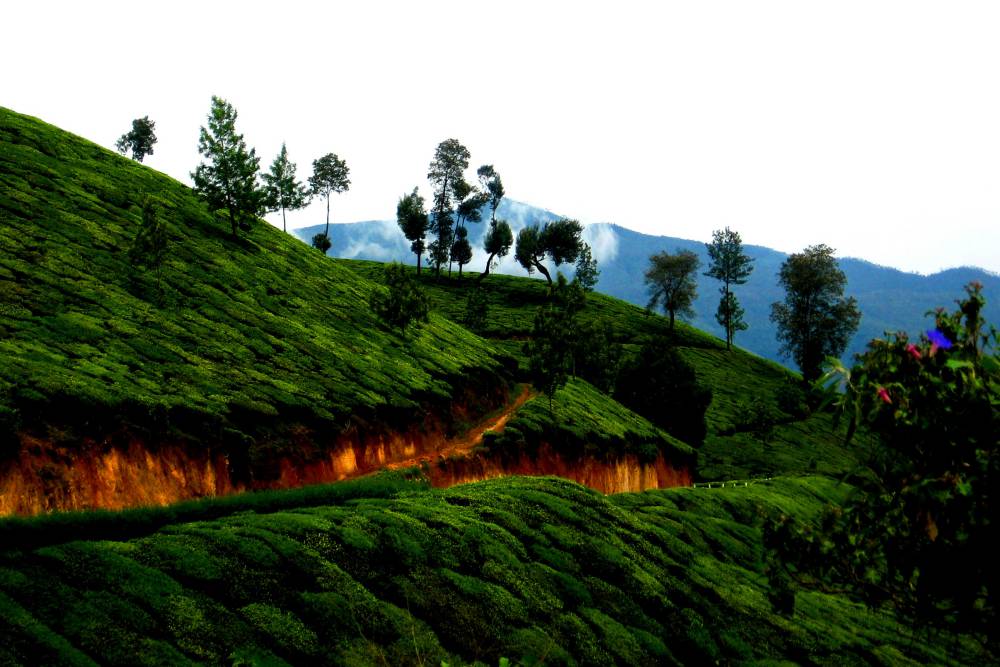 Munnar (0)